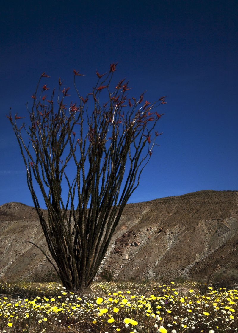 Anza-Borrego-State-Park-Jul2009