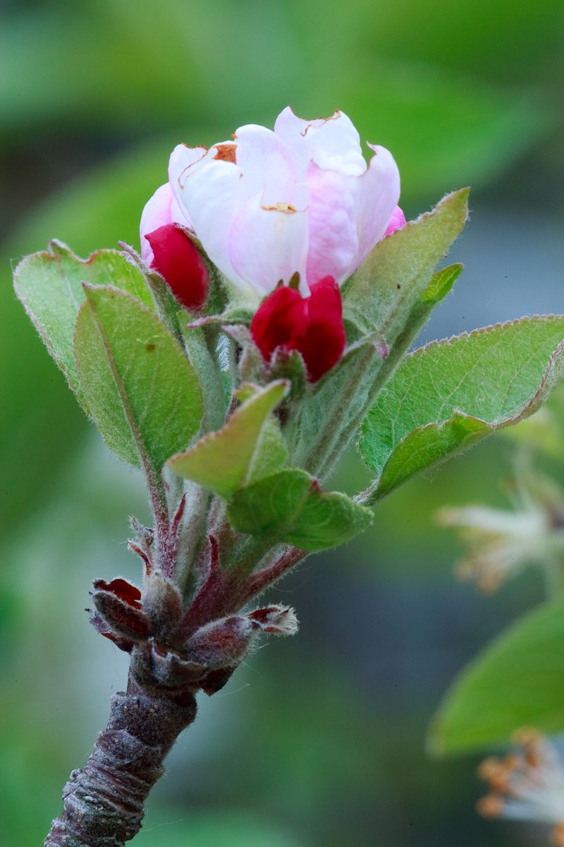 Apple-Blossoms-6Apr2010