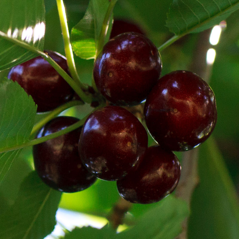 Cherry-Farm-18Jun2010