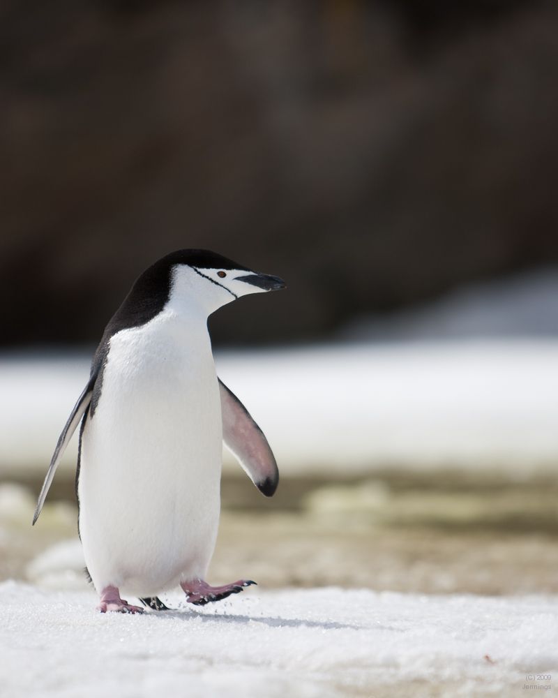 Chinstrap-at-Baileys-Head-Antarctica