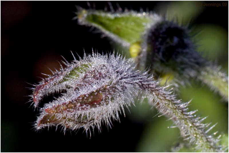 Color-Frosted-Borage
