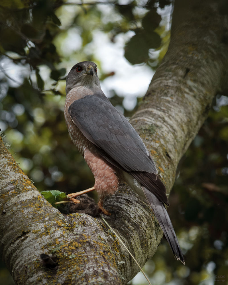 Coopers-Hawk-2Apr2010