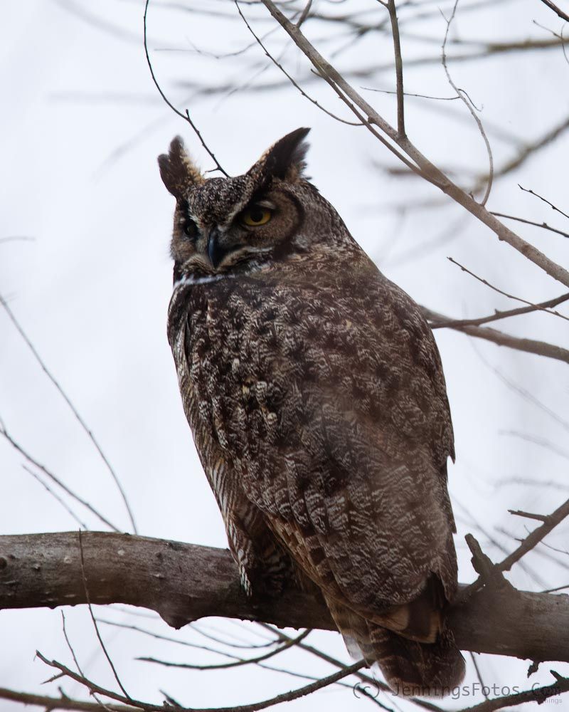 Daylight-Owl-3Jan2010