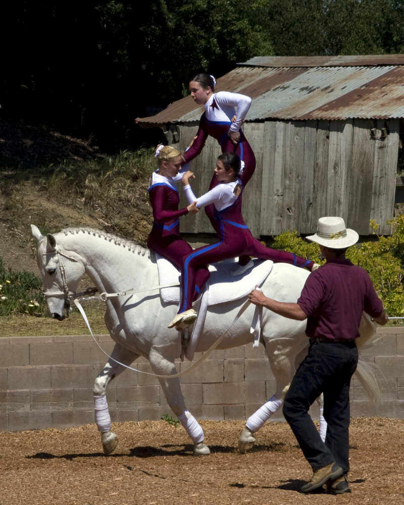 Equestrian-Vaulting