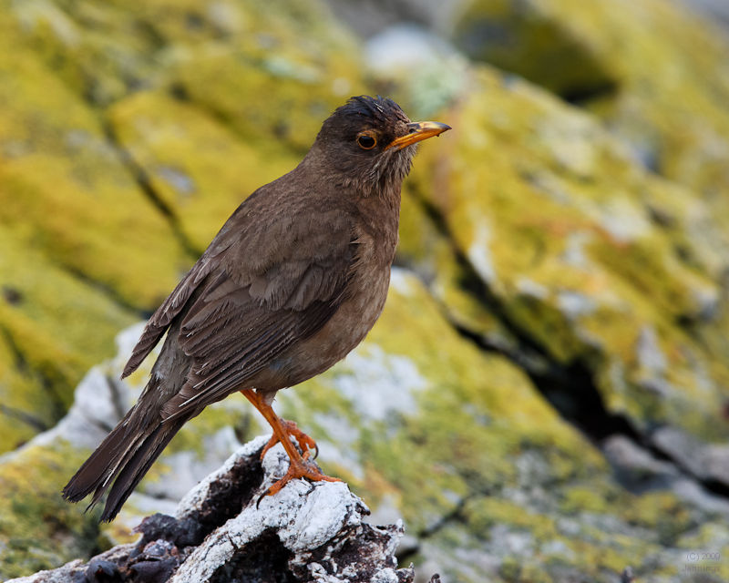 Falkland-Drossel-2009