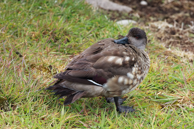Falkland-Steamer-Duck-16Feb2010