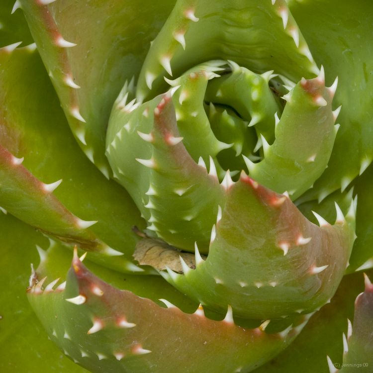 Fall-Agave-25Aug2009