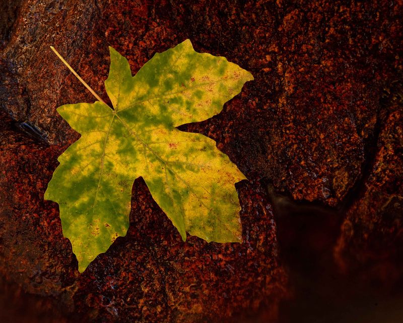 Fall-Colors-Yosemite