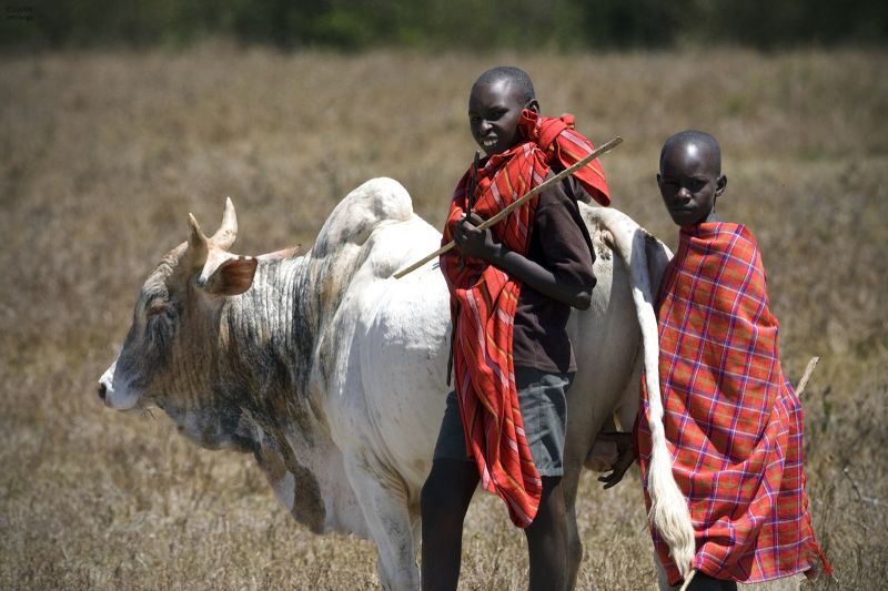 Massai-Boys-tending-the-herd-11Sep2009