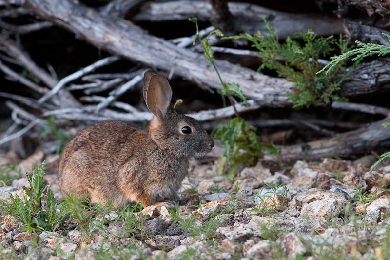 Peter-Cottontale-16Jun2010