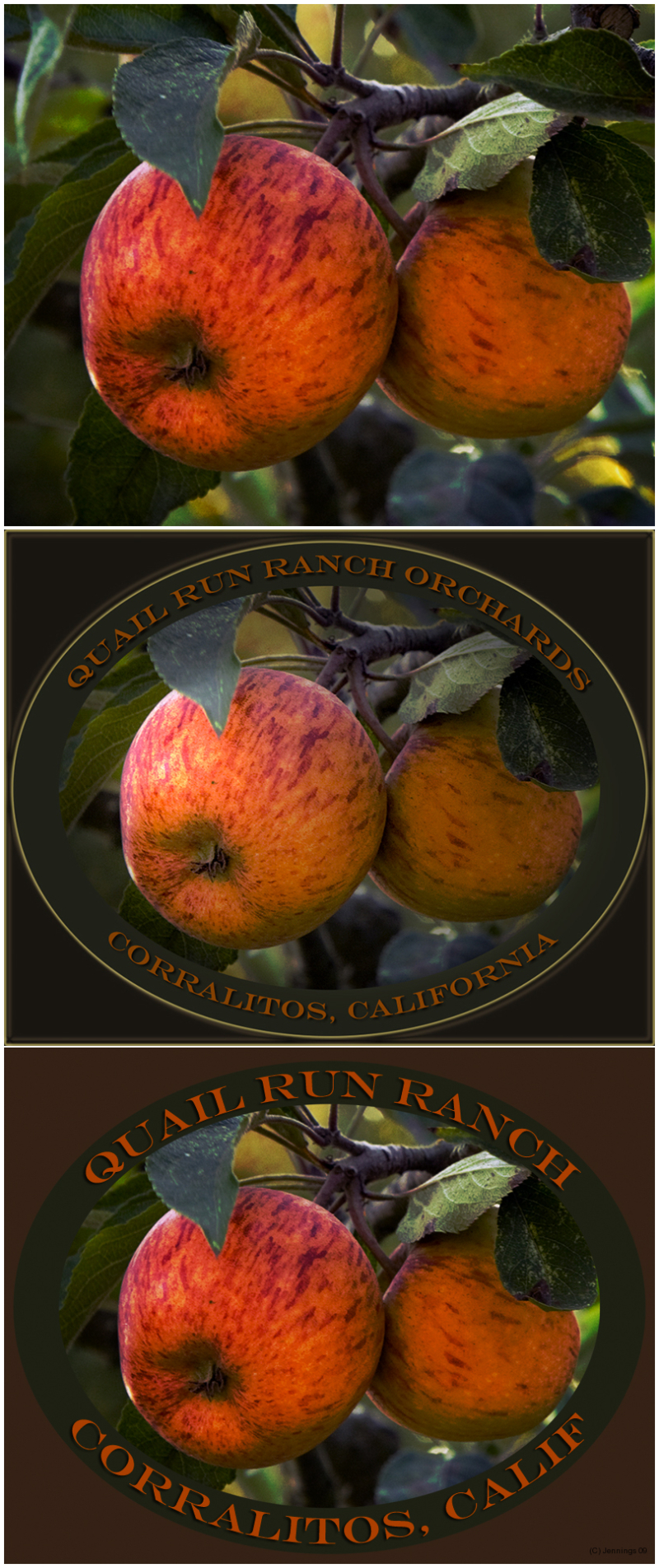 Quail-Run-Ranch-Apples-2009