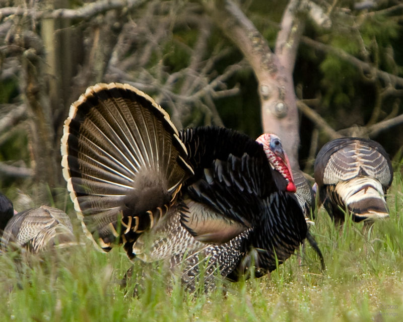 Turkey-Season-on-Quail-Run-Ranch-13Jan2010