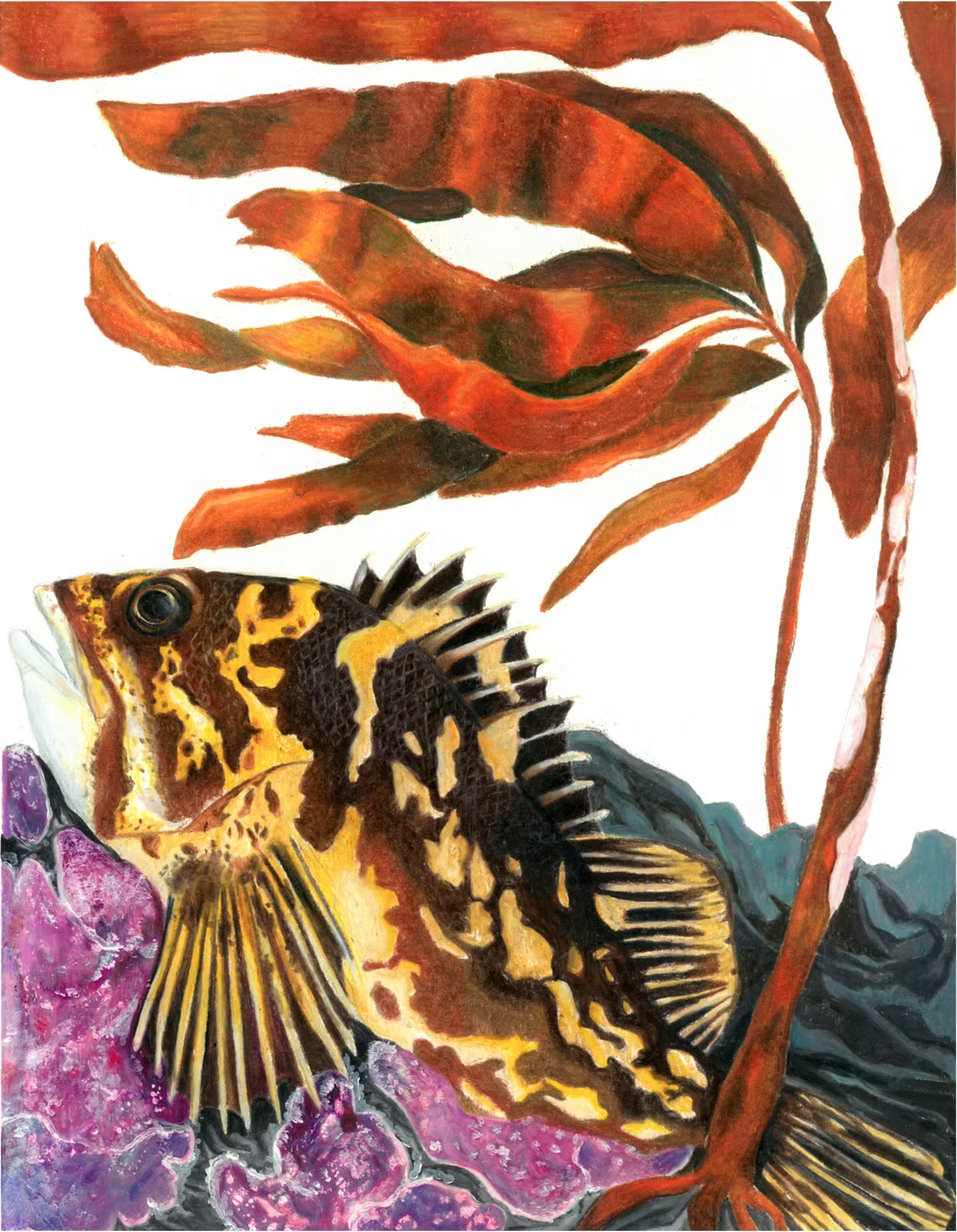 Bella's art · rockfish among kelp and sea urchins